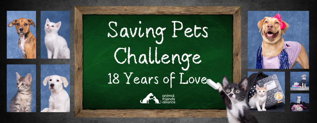 Saving Pets Challenge: 18 Years of Saving Pets